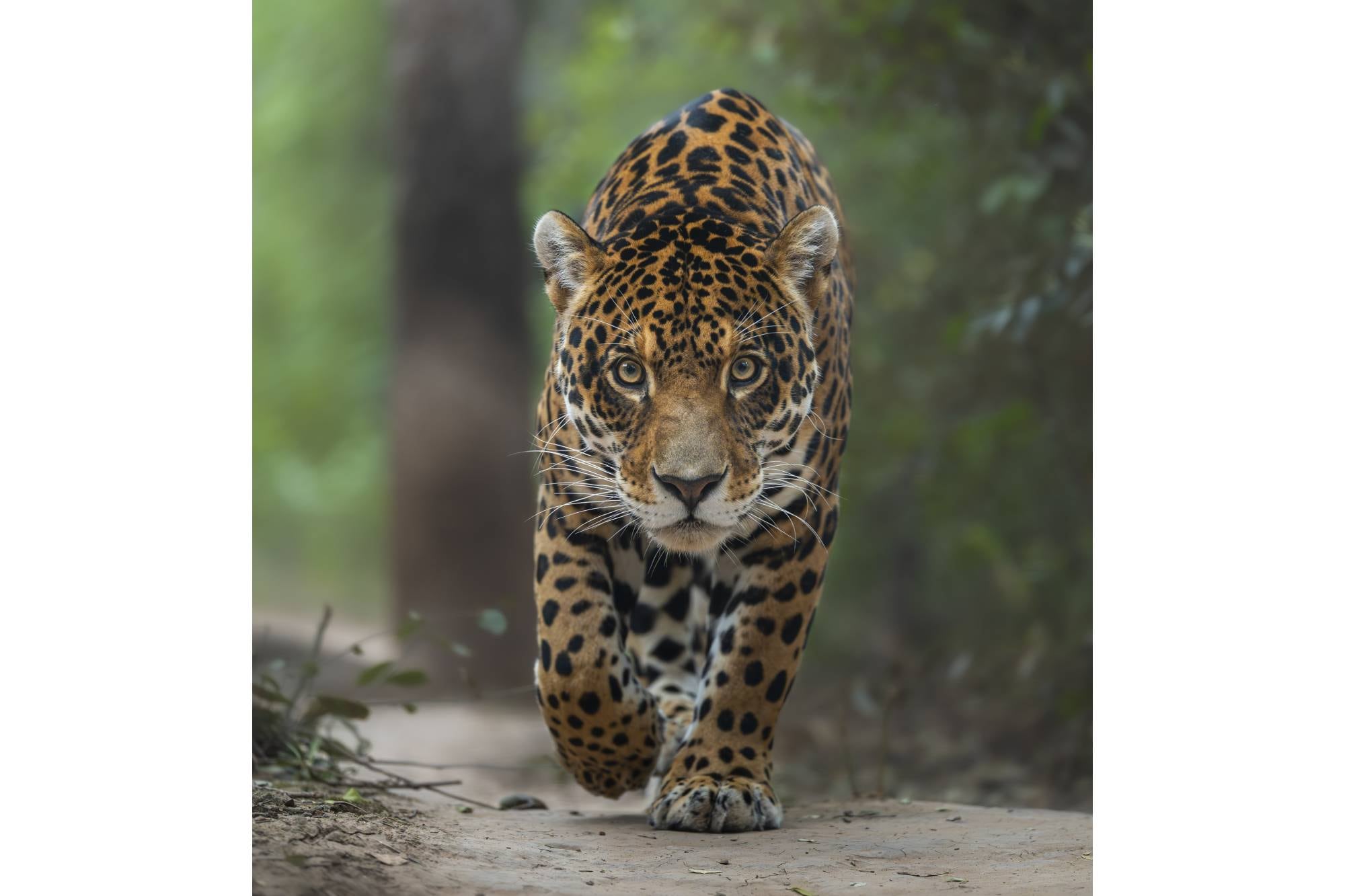 Fotografía ganadora: ‘A Great Comeback’, tomada en el Impenetrable, Chaco, Argentina. Salió en la portada de Crikey Magazine (Fundación Steve Irwin) y en su interior explica: Porá, este hermoso jaguar en peligro de extinción, forma parte de un proyecto de reforestación en Argentina. Él, al igual que muchos otros jaguares reintroducidos en el Chaco argentino, contribuye a la educación de la población local y a la repoblación de una zona que antaño fue muy abundante en su territorio. La reforestación se centra en restaurar el equilibrio ecológico de los sistemas degradados por el impacto humano.