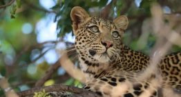 El momento en el que un león salvó a una hiena preñada de una jauría de perros salvajes