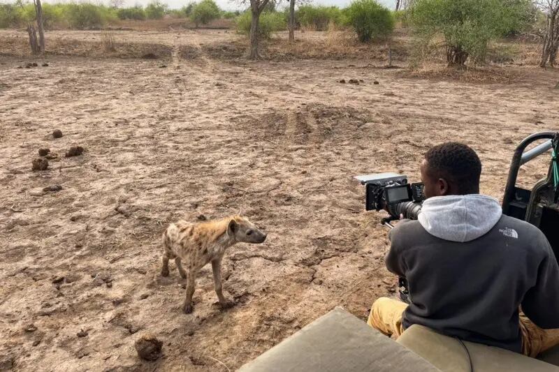 Un camarógrafo filma a una hiena curiosa en Zambia