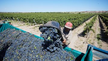 “Debilitan gravemente”: piden a Luis Caputo mantener instrumentos para la trazabilidad en el vino