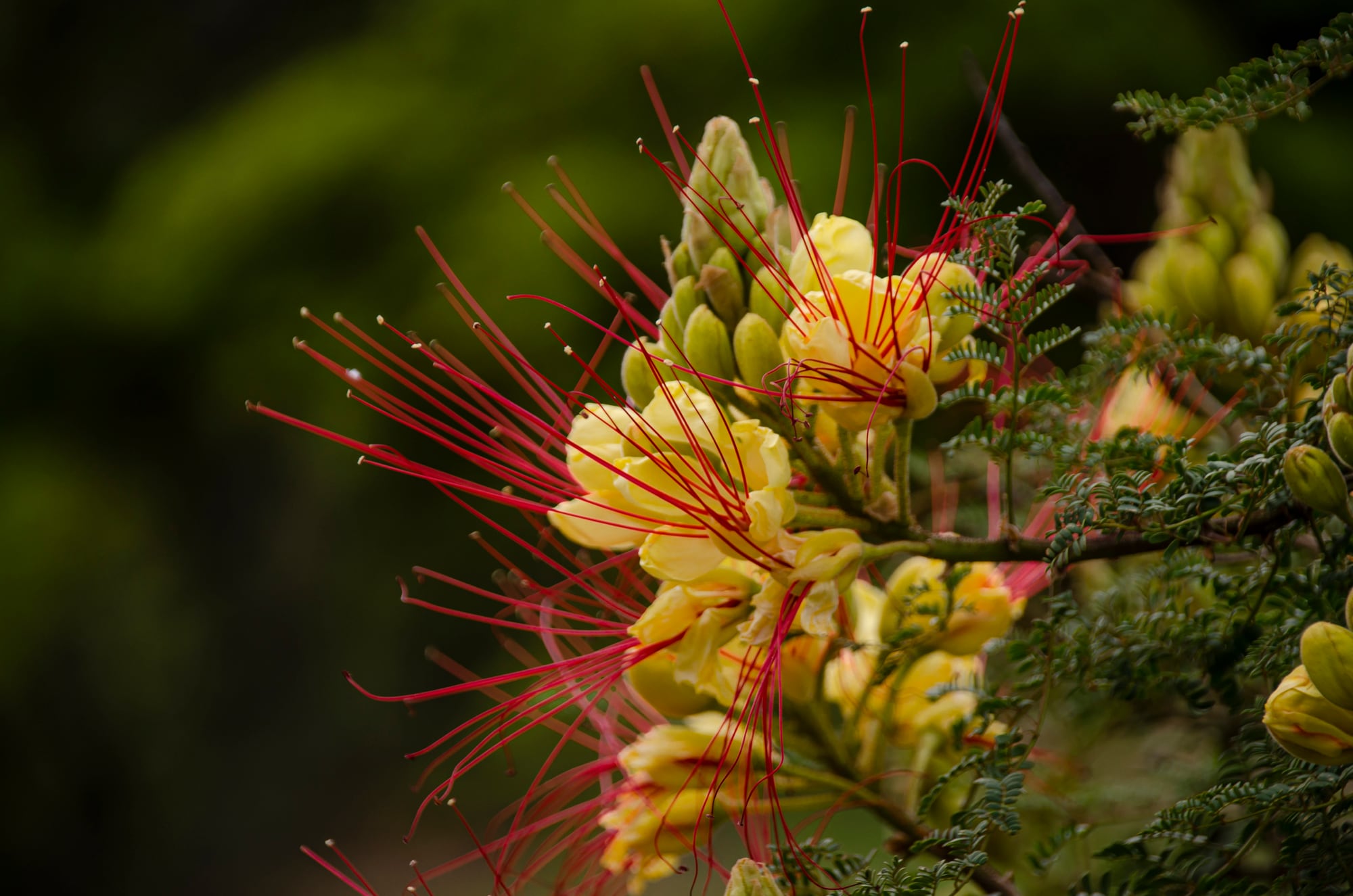 En e Parque Nacional Lihué hay un microclima con fauna y flora diferentes al resto de la provincia