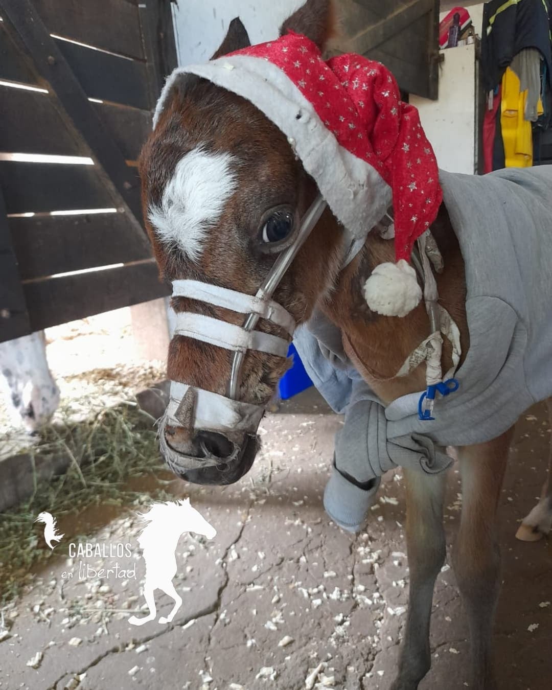 Una sonda de alimentación le permitió a Chimy salir adelante.
