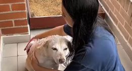 Estuvo perdida siete años, logró reencontrarse con su dueña y el video del momento emocionó a todos