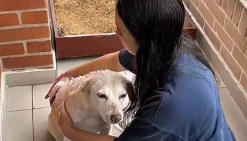 Estuvo perdida siete años, logró reencontrarse con su dueña y el video del momento emocionó a todos