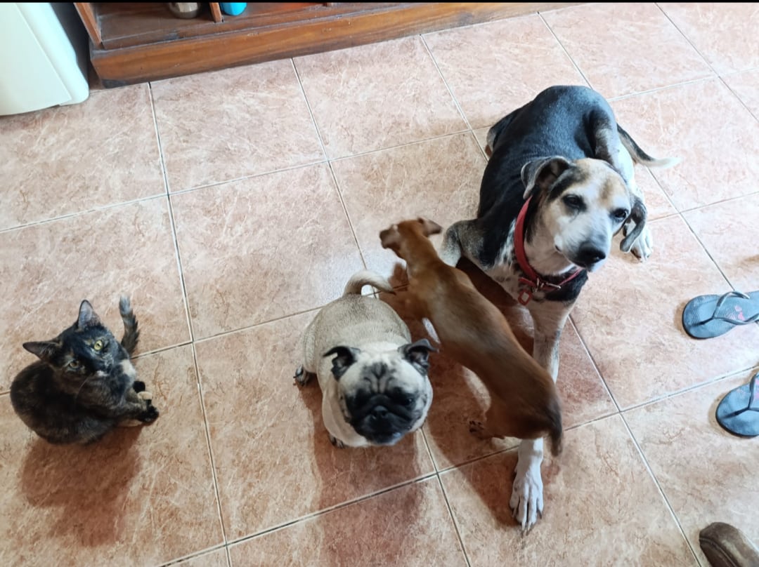 También forma parte de la familia una gata.