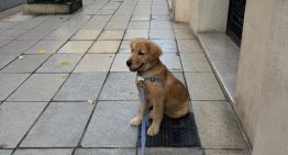 Dónde y cuándo es la juntada de perros Golden Retriever en la Argentina que busca ser récord mundial