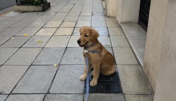 Dónde y cuándo es la juntada de perros Golden Retriever en la Argentina que busca ser récord mundial