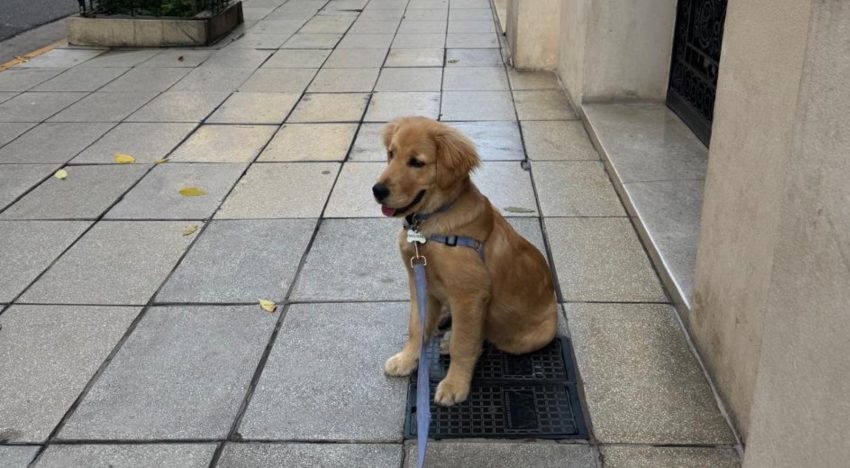 Dónde y cuándo es la juntada de perros Golden Retriever en la Argentina que busca ser récord mundial