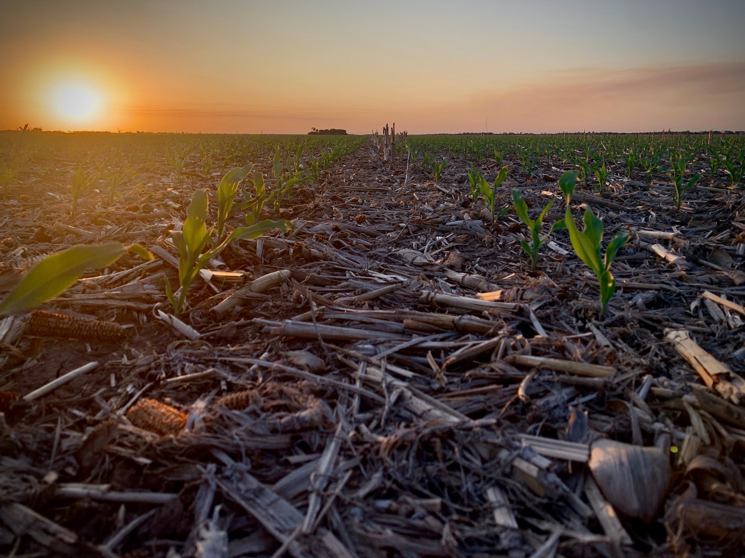 Hoy el campo está en plena siembra de maíz y soja