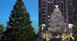 La conmovedora historia detrás del árbol de Navidad del Rockefeller Center: un tributo al sueño de su esposo