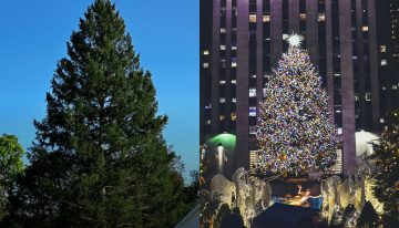 La conmovedora historia detrás del árbol de Navidad del Rockefeller Center: un tributo al sueño de su esposo
