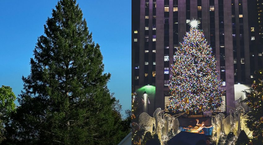 La conmovedora historia detrás del árbol de Navidad del Rockefeller Center: un tributo al sueño de su esposo