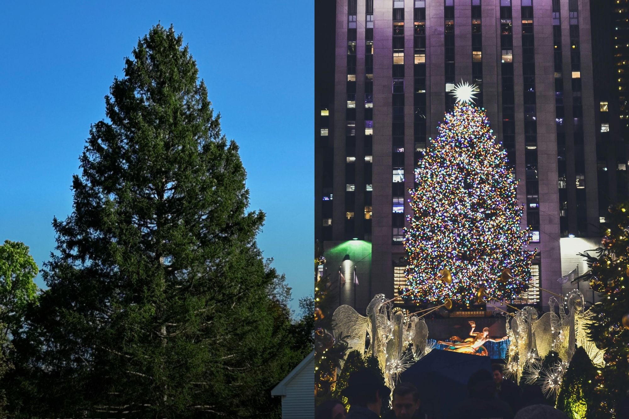 El abeto de más de 23 metros de altura fue trasladado más de 200 kilómetros desde East Greensbush