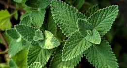 Poner hojas de menta en la entrada de tu casa: para qué sirve y por qué lo recomiendan