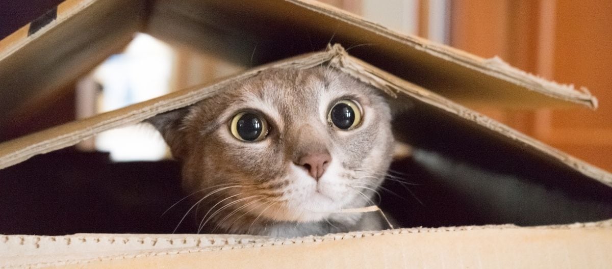 En la mitad de los hogares porteños hay mascotas