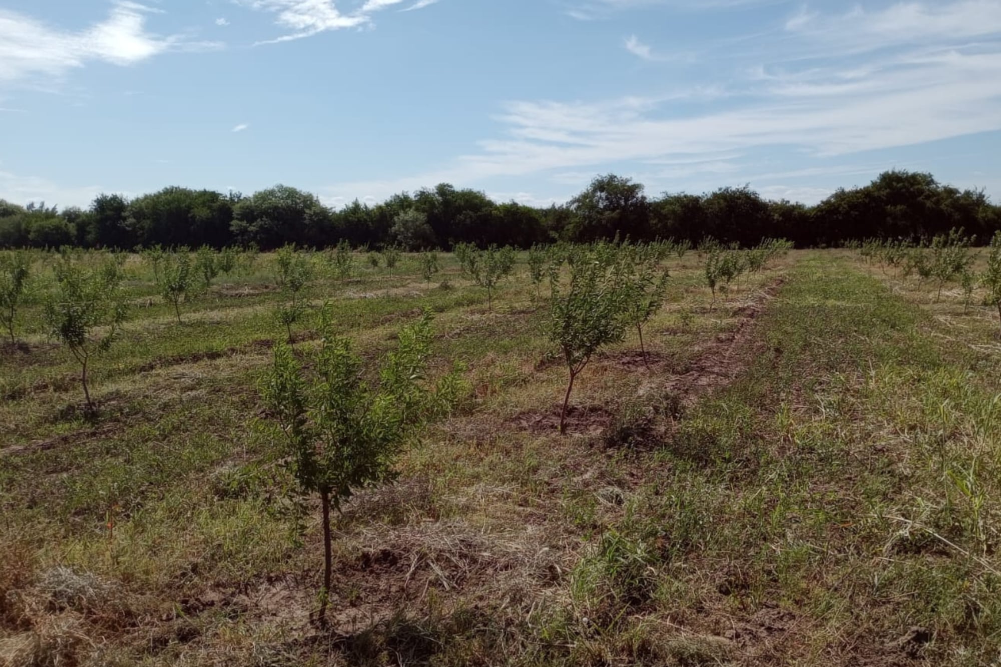 Plantaciones de almedras