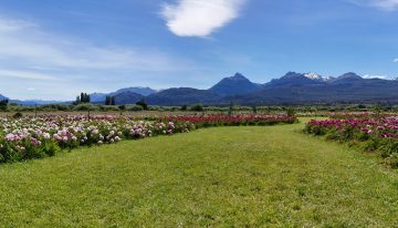 Después del éxito de los tulipanes, el destino patagónico que apuesta a nuevas flores