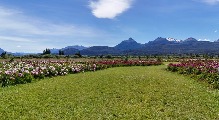 Después del éxito de los tulipanes, el destino patagónico que apuesta a nuevas flores