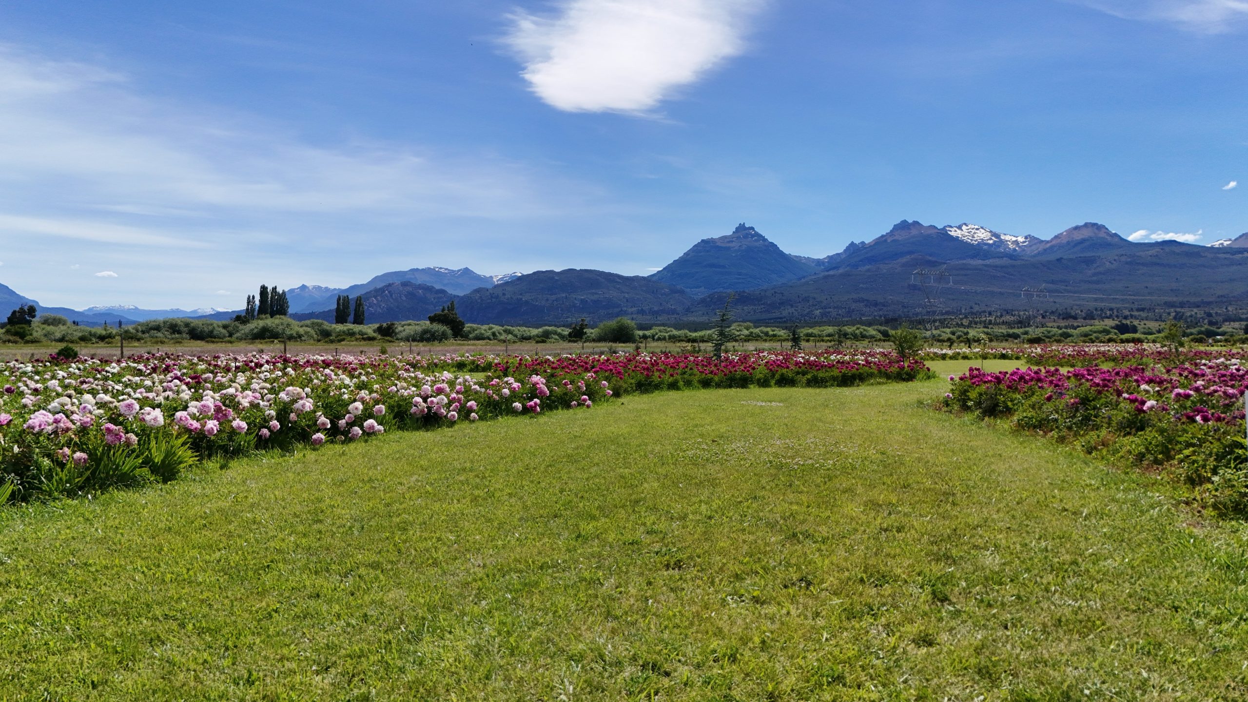 El parque cordillerano de peonias tiene por fondo el glaciar cónico