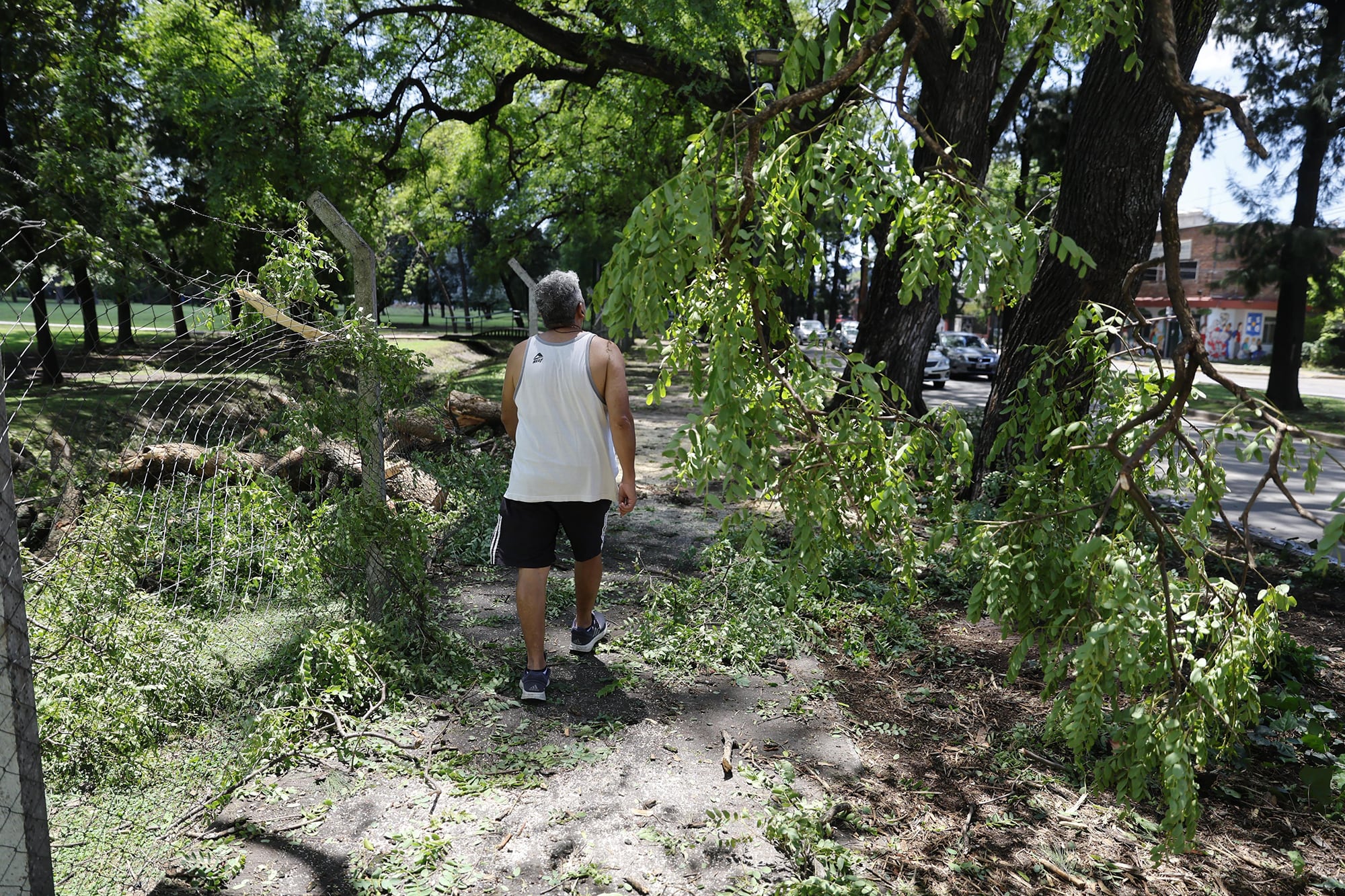 Árboles caídos en el norte de la provincia de Buenos Aires