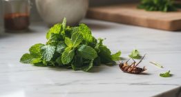 Decile chau a las cucarachas: la planta que las ahuyenta para siempre de tu casa