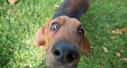 Qué significa que un perro olfatee seguido las cosas de su dueño, según expertos