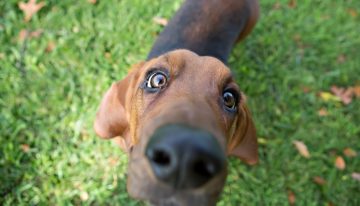 Qué significa que un perro olfatee seguido las cosas de su dueño, según expertos