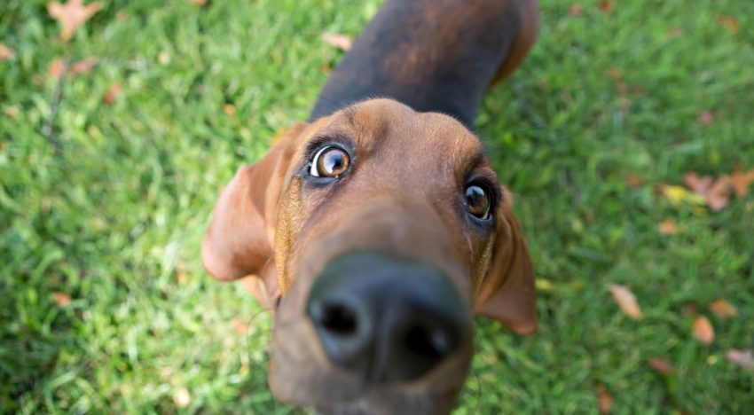 Qué significa que un perro olfatee seguido las cosas de su dueño, según expertos