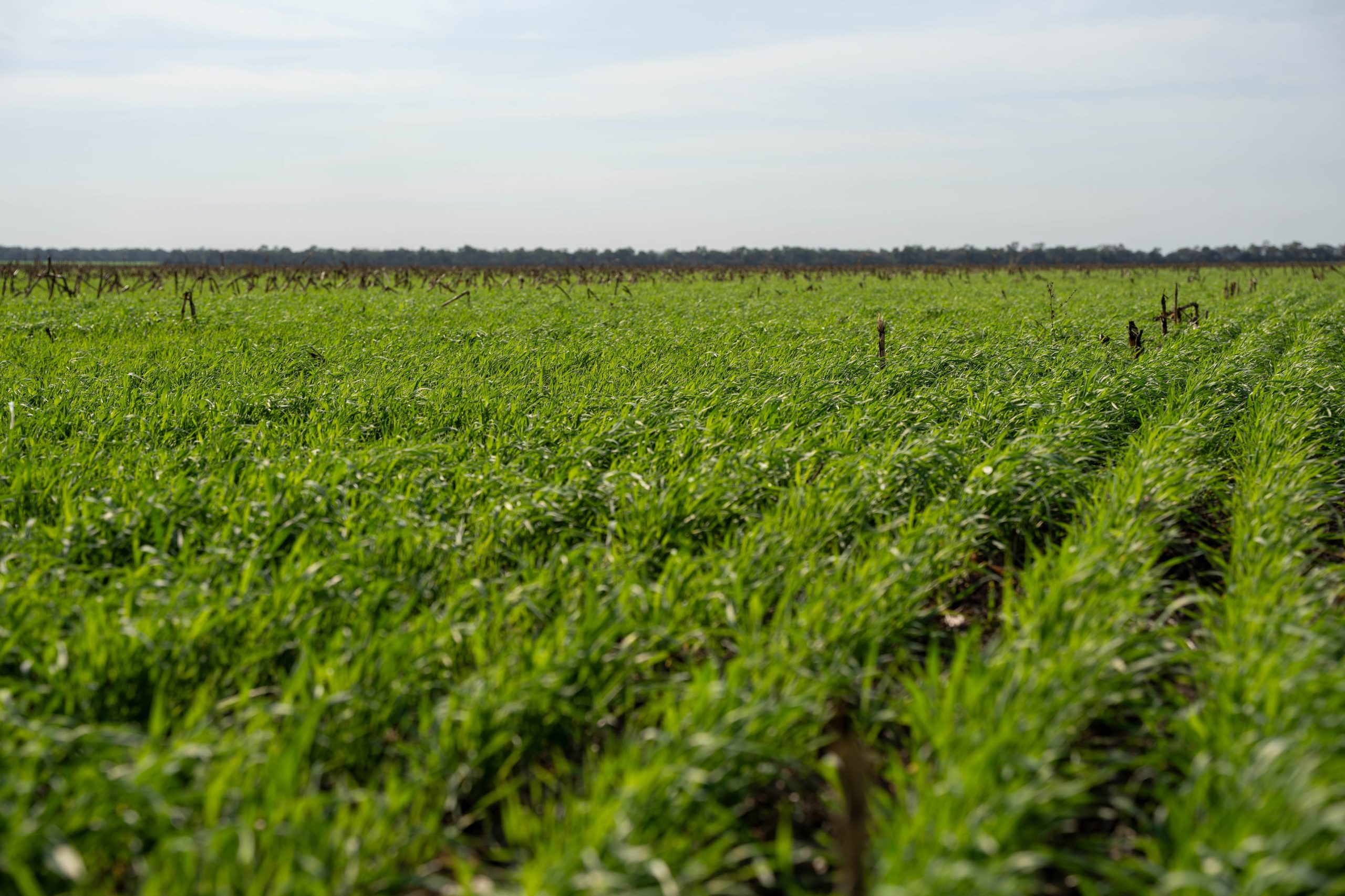 Hoy, la empresa cuenta con 4194 hectáreas certificadas entre soja y maíz