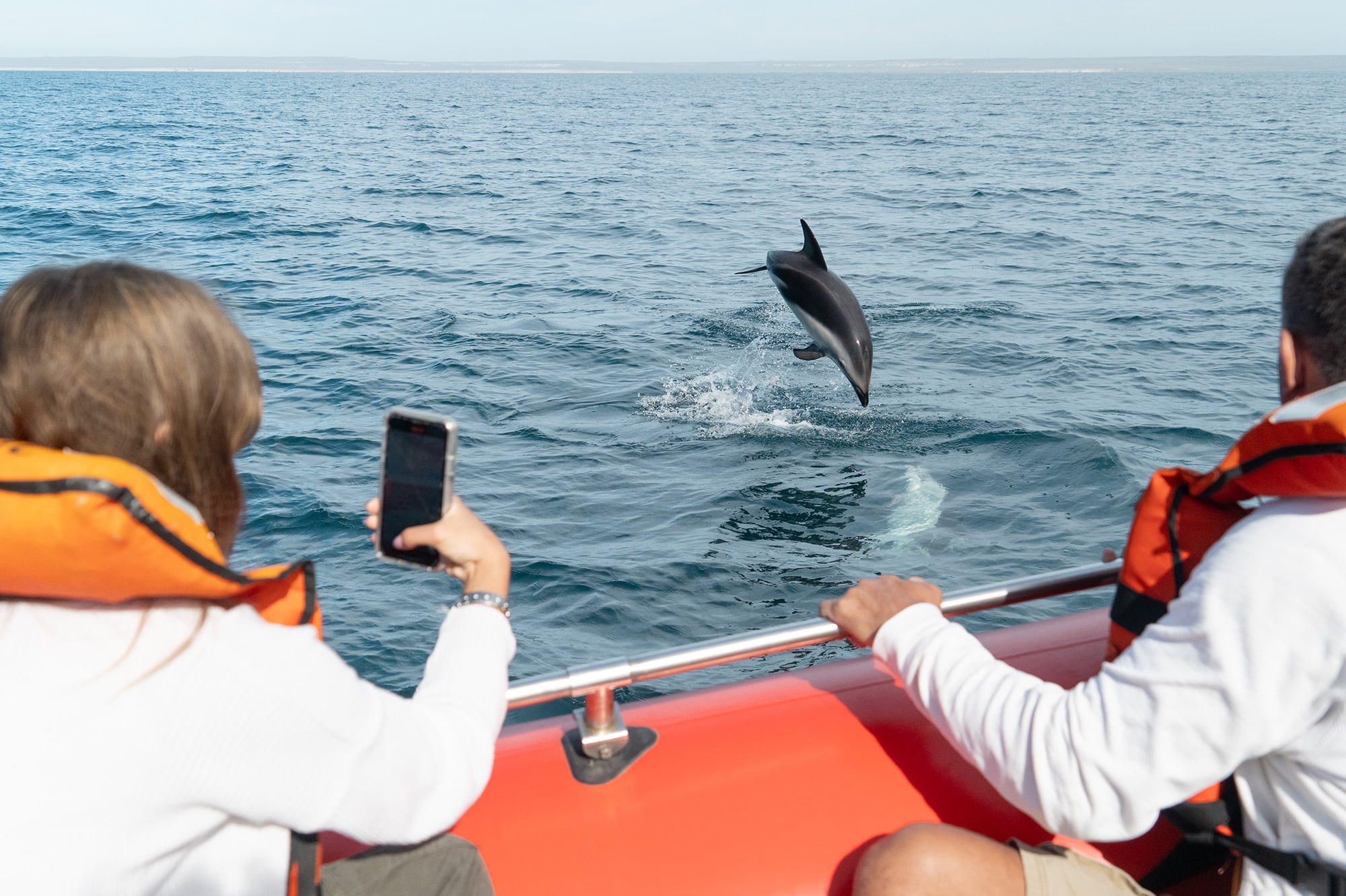 Los delfines se acercan en busca de anchoítas, su alimento preferido, y practican frente a los barcos infinidad de saltos para la foto