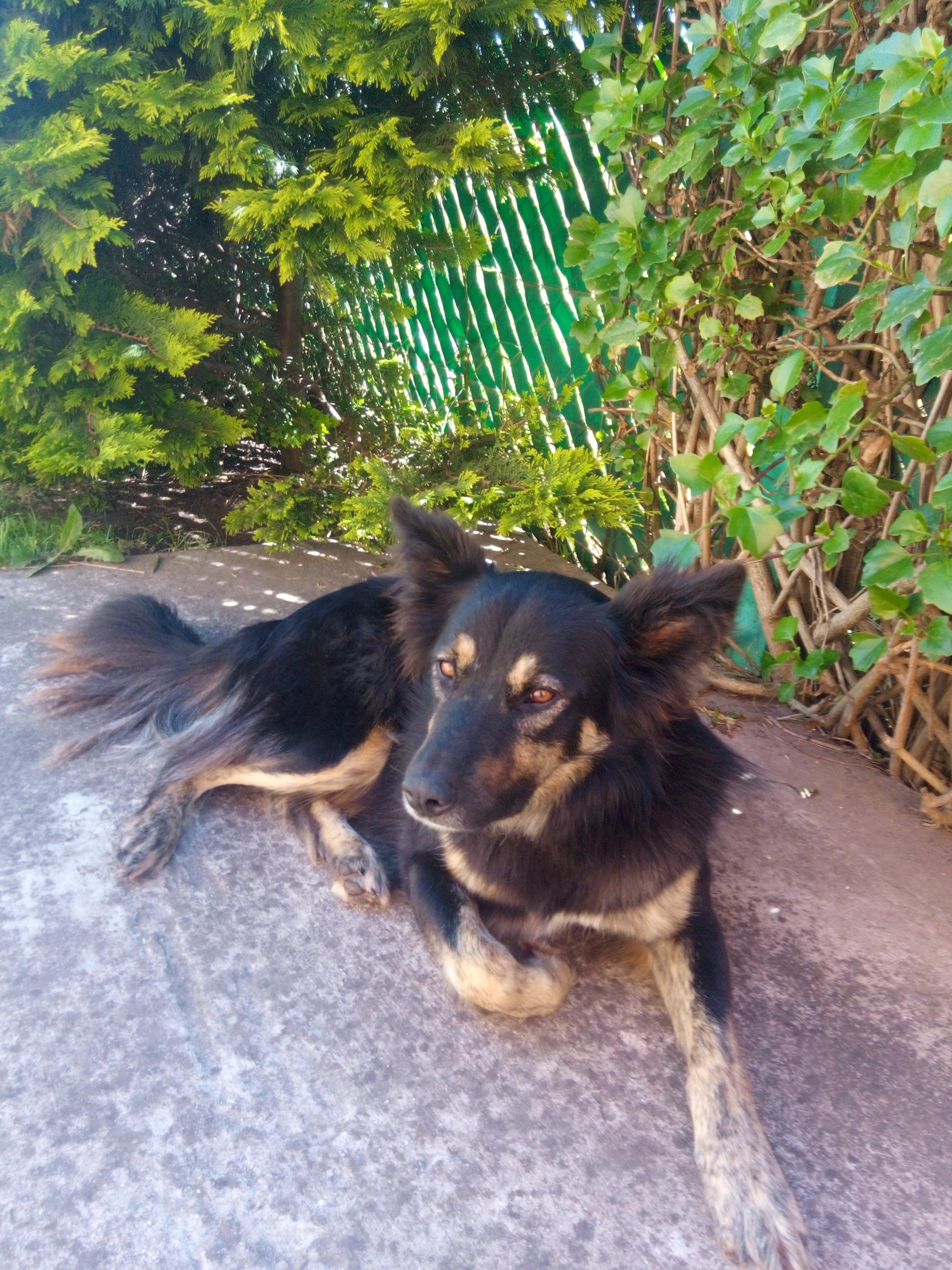 Rolo le tiene miedo a las tormentas eléctricas.