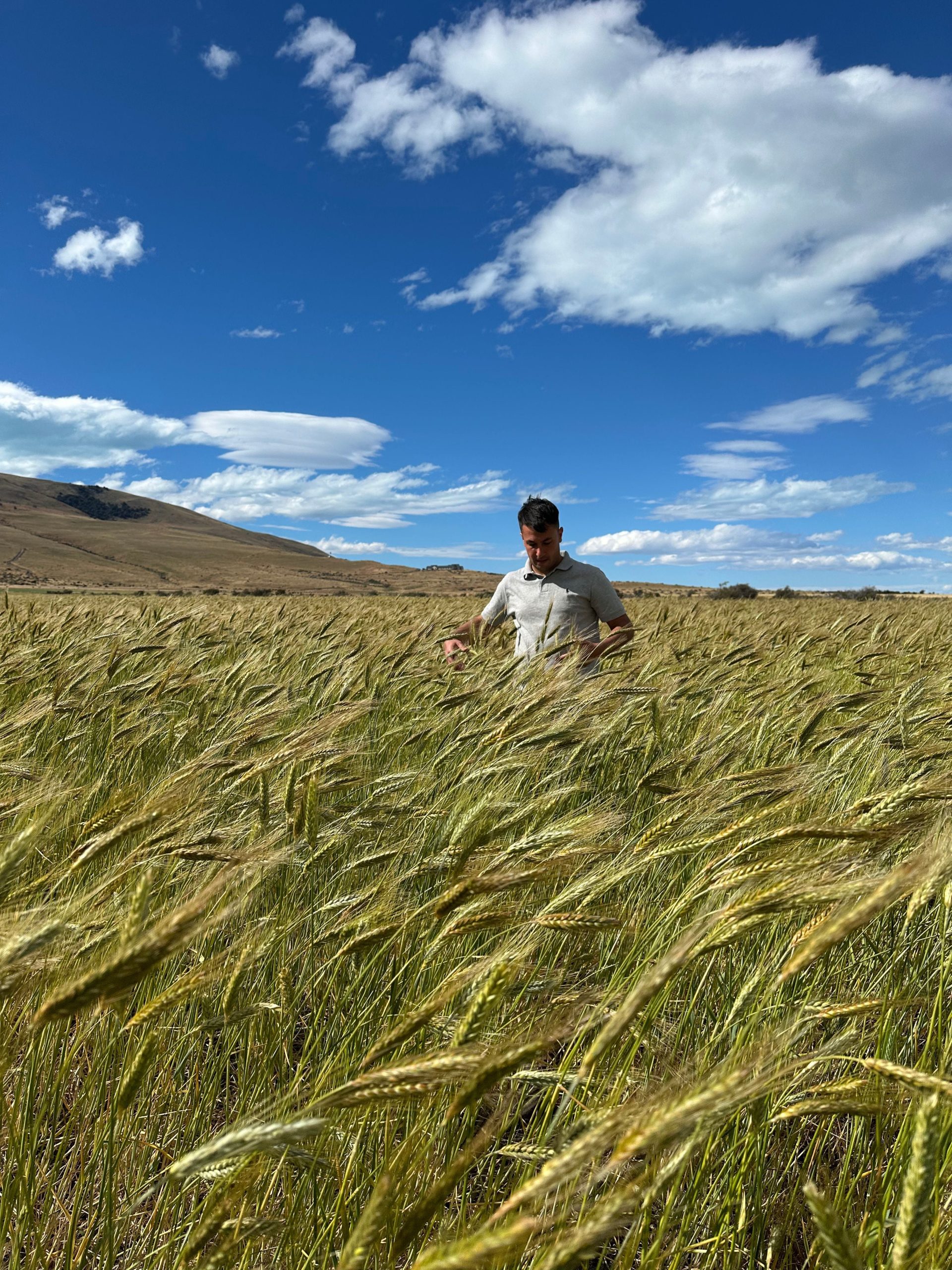Tomas Ciurlanti entre el triticale en la cosecha del verano pasado