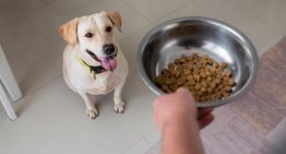 Alan Peiró, adiestrador canino: “Evitá este error cuando tu perro no quiere comer”