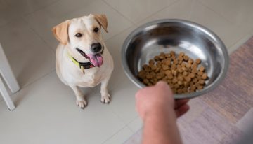 Alan Peiró, adiestrador canino: “Evitá este error cuando tu perro no quiere comer”
