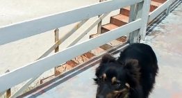 Estaba perdido, lo adoptaron y, en la playa, descubrieron el tesoro de una conexión única: “Siempre sabe dónde estoy”