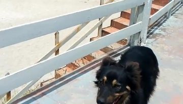 Estaba perdido, lo adoptaron y, en la playa, descubrieron el tesoro de una conexión única: “Siempre sabe dónde estoy”