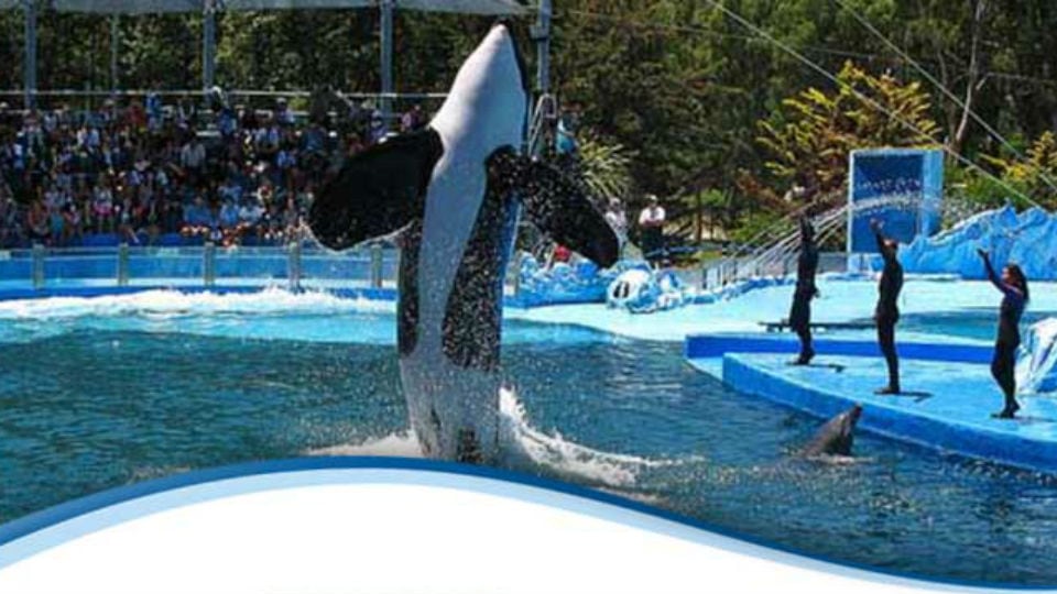 Kshamenk, en uno de los shows