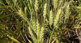 “Extraordinario”: lograron un rinde inédito de trigo en una región semiárida