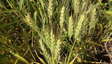 “Extraordinario”: lograron un rinde inédito de trigo en una región semiárida