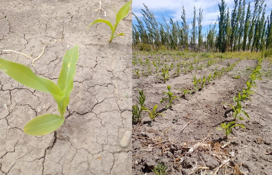 Ensayo experimental en Gobernador Gregores, Santa Cruz