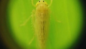 El maíz termina el año a salvo de la chicharrita y hay “excelentes perspectivas” para los planteos tardíos