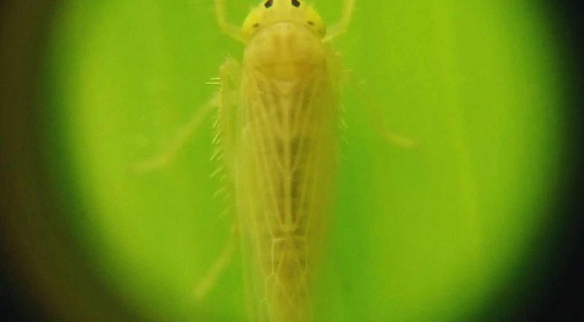 El maíz termina el año a salvo de la chicharrita y hay “excelentes perspectivas” para los planteos tardíos