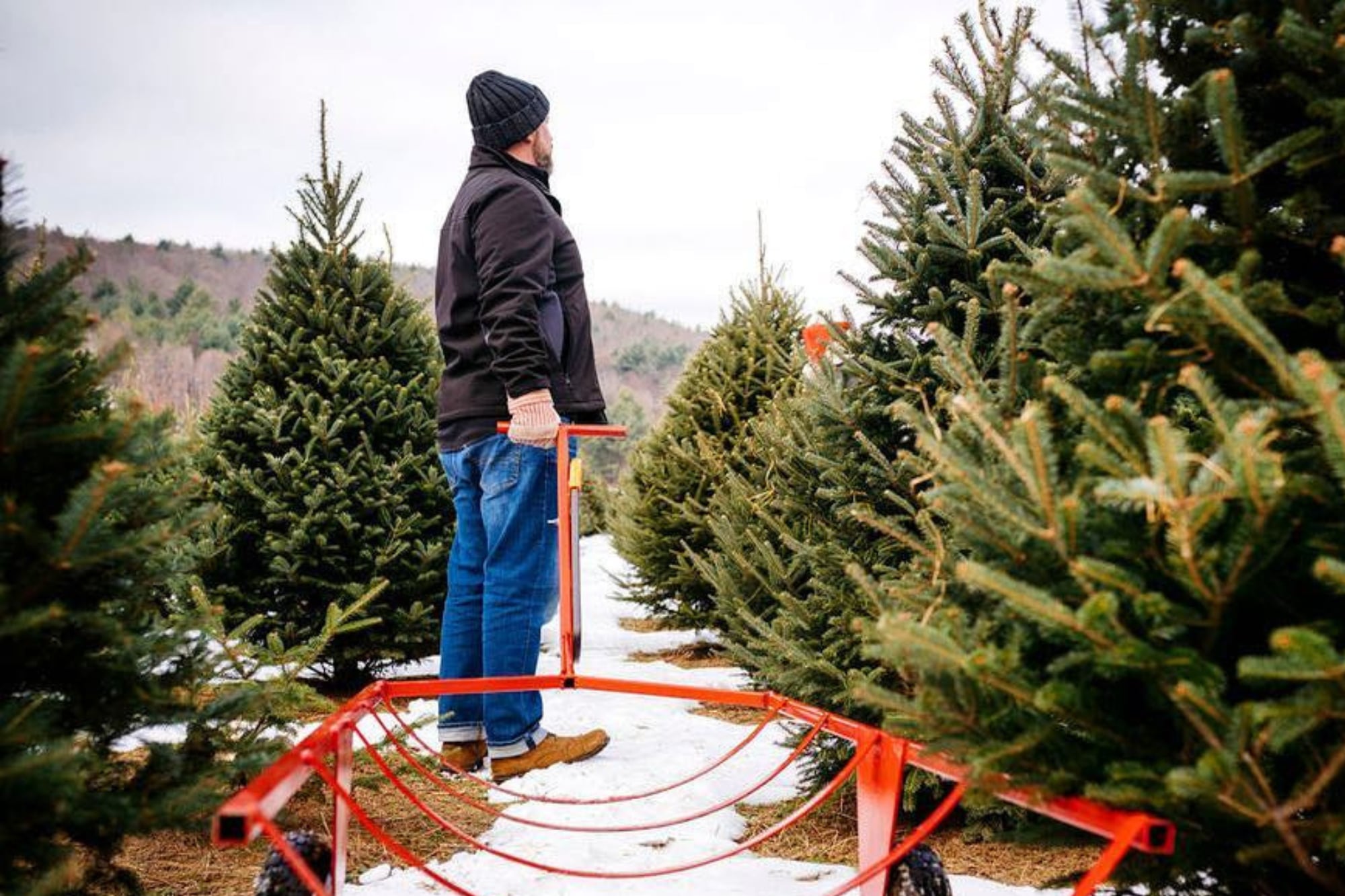 Detrás de cada árbol hay más de una década de trabajo que no se ve