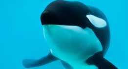 San Clemente del Tuyú: murió Kshamenk, la orca que vivía en Mundo Marino tras ser rescatada de un varamiento en 1992