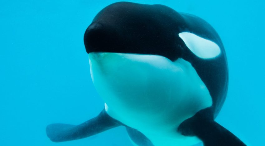 San Clemente del Tuyú: murió Kshamenk, la orca que vivía en Mundo Marino tras ser rescatada de un varamiento en 1992