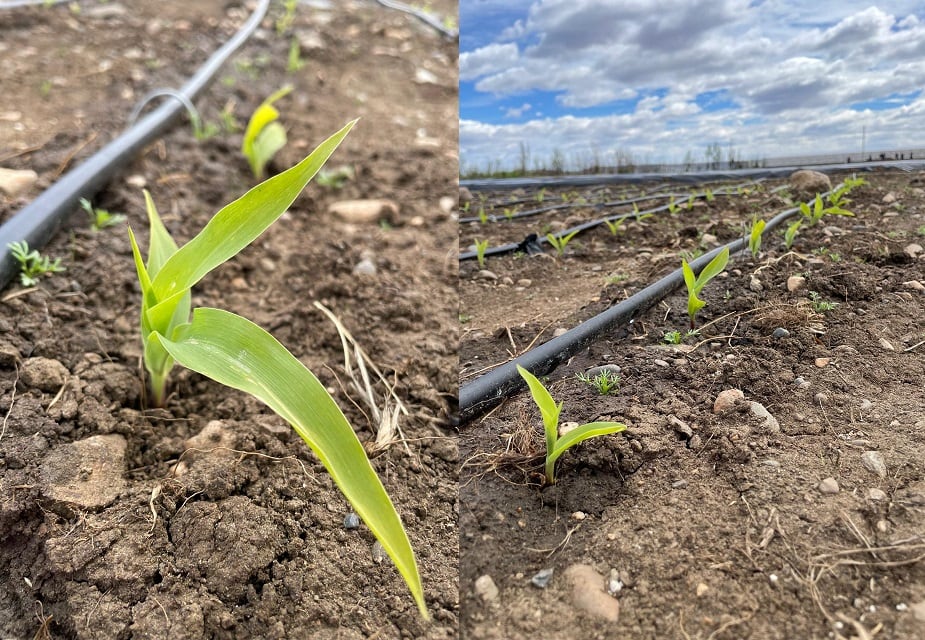 Otro ensayo de maíz en Río Gallegos, Santa Cruz