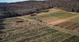 Es estadounidense, compró una granja descuidada de árboles de Navidad y la transformó en una atracción