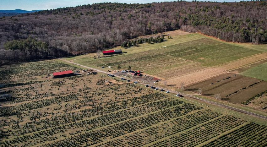 Es estadounidense, compró una granja descuidada de árboles de Navidad y la transformó en una atracción