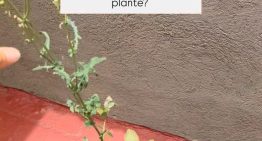 “Besitos a Freud”: el particular ritual de Jimena Barón para conservar las cenizas de su papá