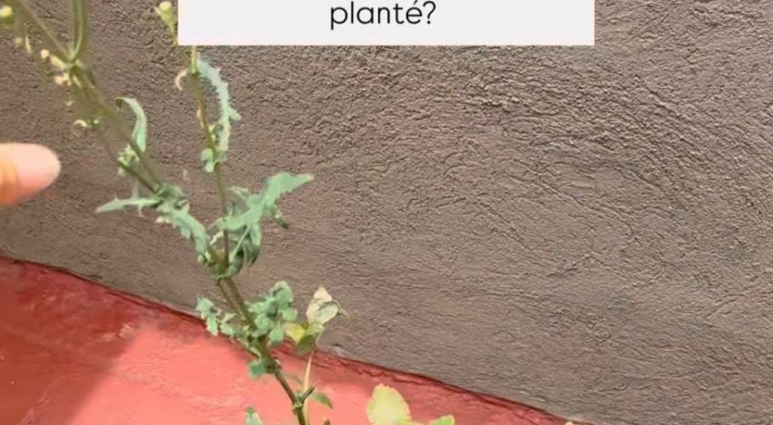 “Besitos a Freud”: el particular ritual de Jimena Barón para conservar las cenizas de su papá